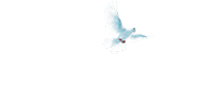 Principe de Paz Internacional